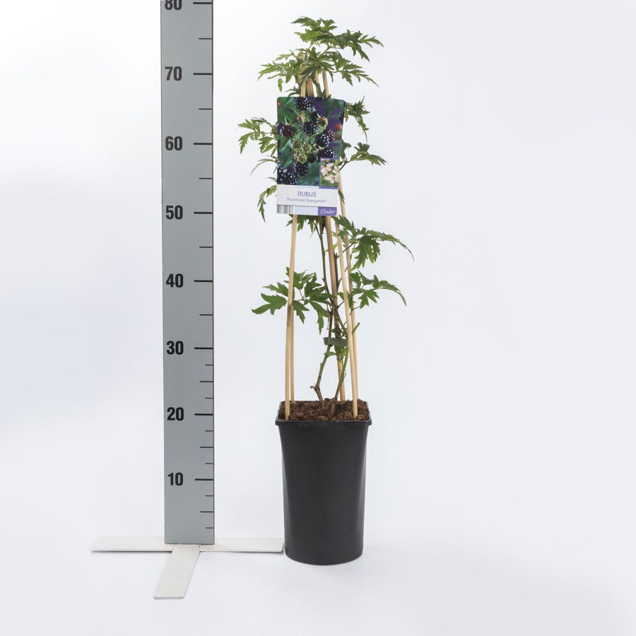  Braam (Rubus Fruticosa 'Thornless Evergreen')
