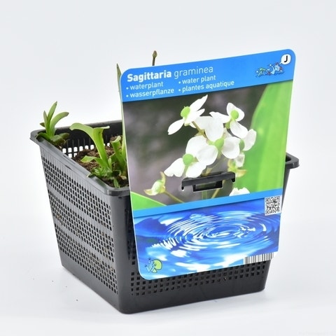  Pijlkruid (Sagittaria Graminea)
