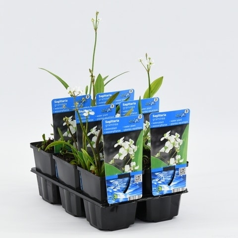  Pijlkruid (Sagittaria Graminea)