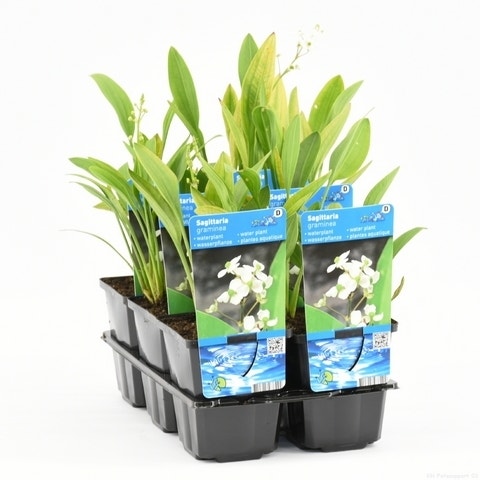  Pijlkruid (Sagittaria Graminea)