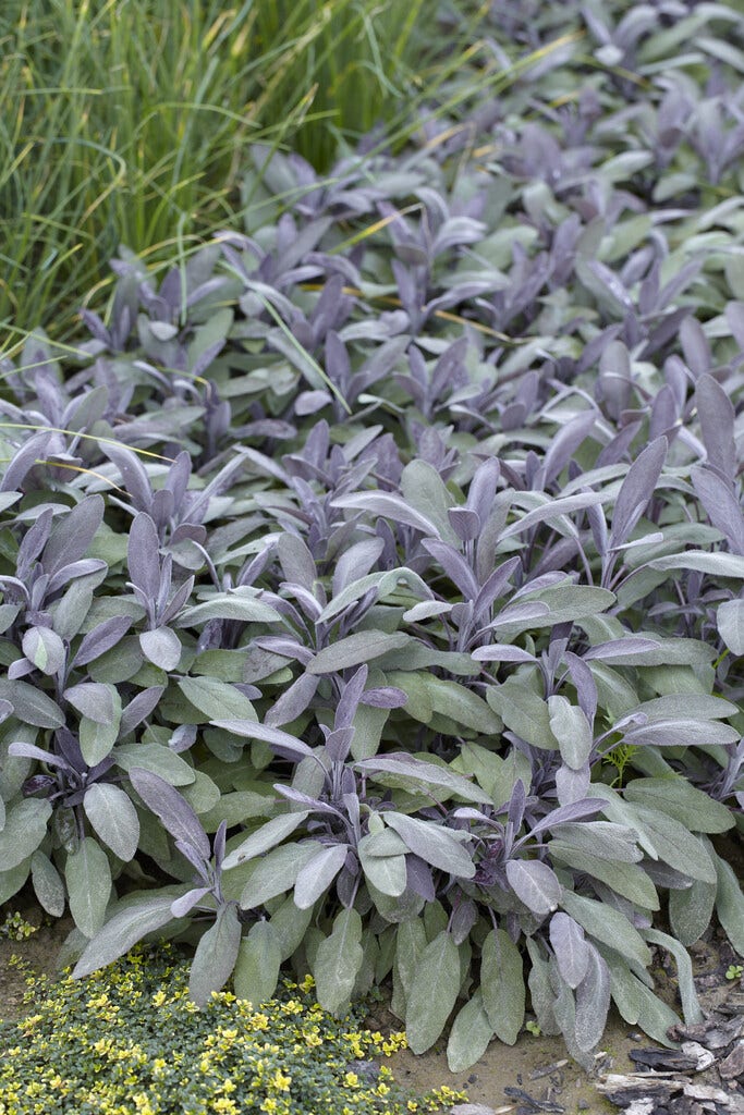  Salie (Salvia Officinalis 'Purpurascens')