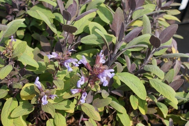  Salie (Salvia Officinalis 'Purpurascens')