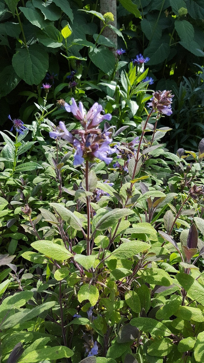  Salie (Salvia Officinalis 'Purpurascens')