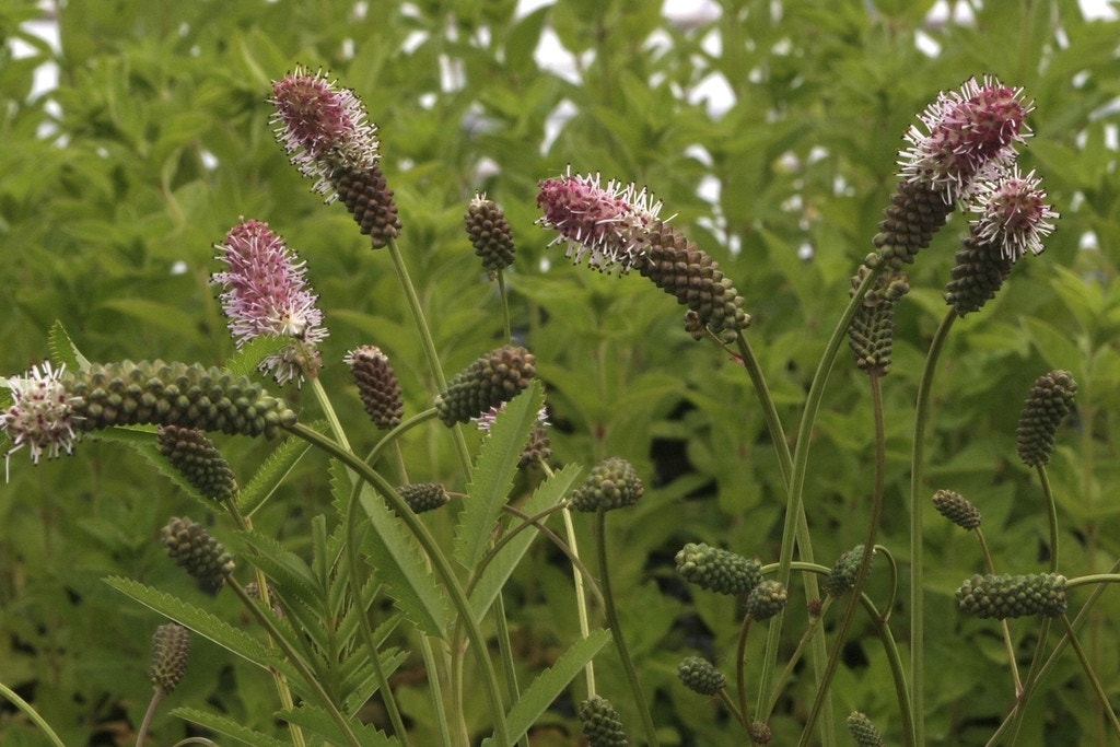  Pimpernel (Sanguisorba Officinalis 'Pink Tanna')