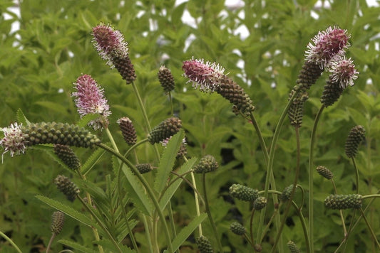  Pimpernel (Sanguisorba Officinalis 'Pink Tanna')
