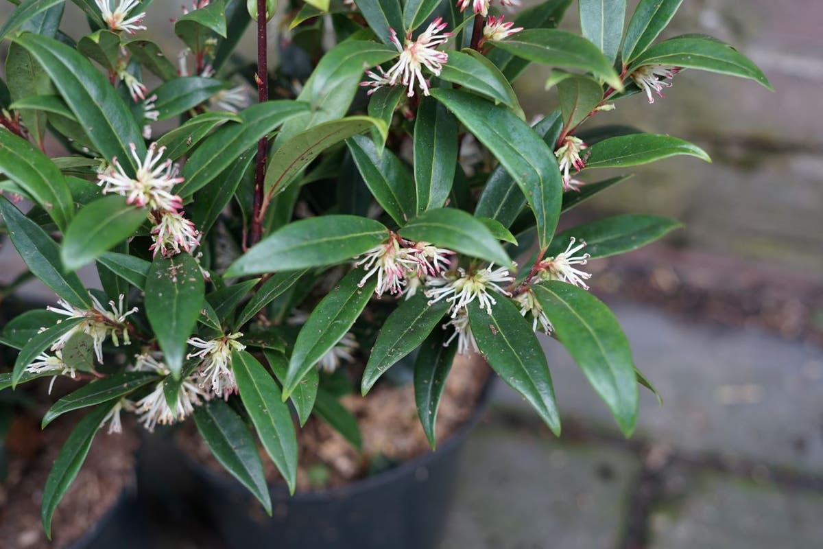  Sarcococca (Sarcococca Confusa)