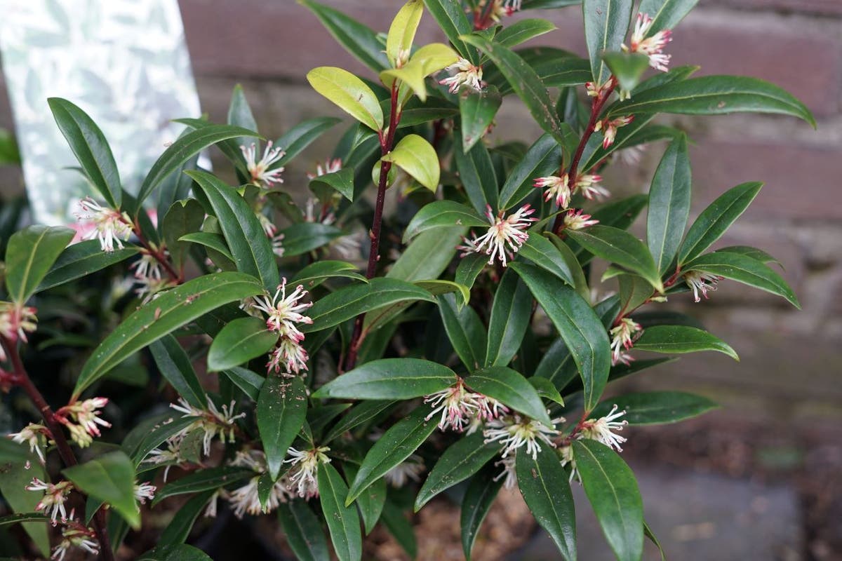  Sarcococca (Sarcococca Confusa)