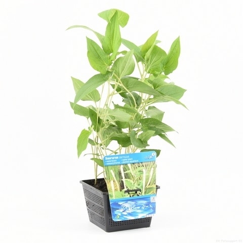  Leids Plantje (Saururus Cernuus)