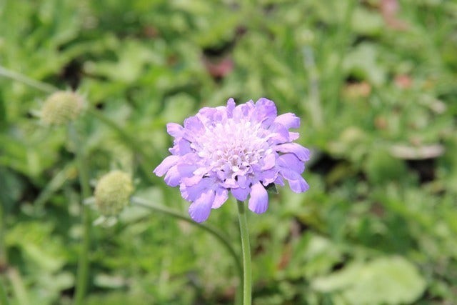  Duifkruid/schurftkruid (Scabiosa Columbaria 'Butterfly Blue') BIO