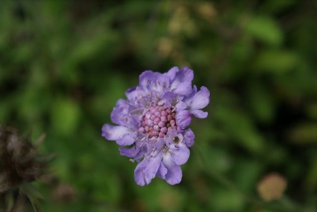  Duifkruid/schurftkruid (Scabiosa Columbaria 'Butterfly Blue') BIO