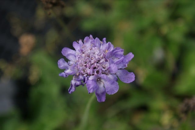  Duifkruid/schurftkruid (Scabiosa Columbaria 'Butterfly Blue') BIO