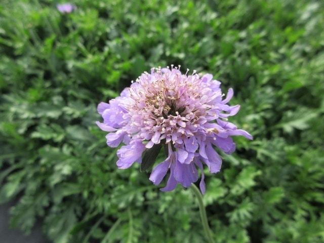  Duifkruid/schurftkruid (Scabiosa Columbaria 'Butterfly Blue') BIO