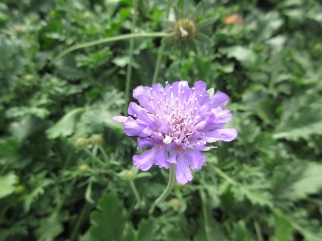  Duifkruid/schurftkruid (Scabiosa Columbaria 'Butterfly Blue') BIO