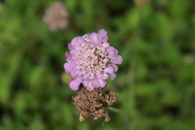  Duifkruid/schurftkruid (Scabiosa Columbaria 'Pink Mist')