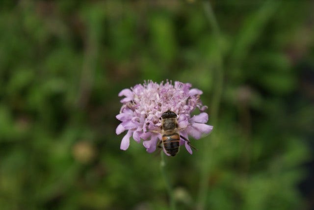  Duifkruid/schurftkruid (Scabiosa Columbaria 'Pink Mist')