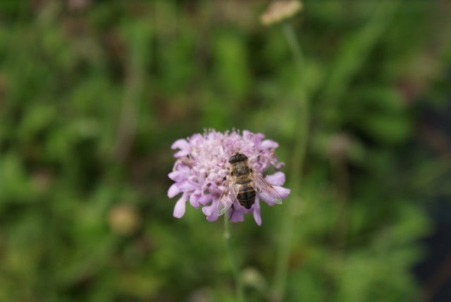  Duifkruid/schurftkruid (Scabiosa Columbaria 'Pink Mist')