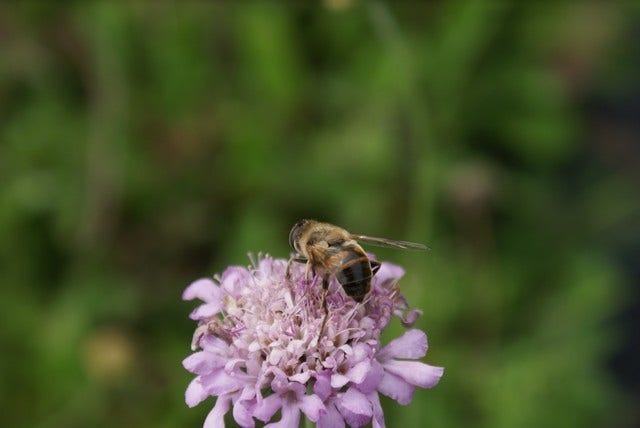  Duifkruid/schurftkruid (Scabiosa Columbaria 'Pink Mist')