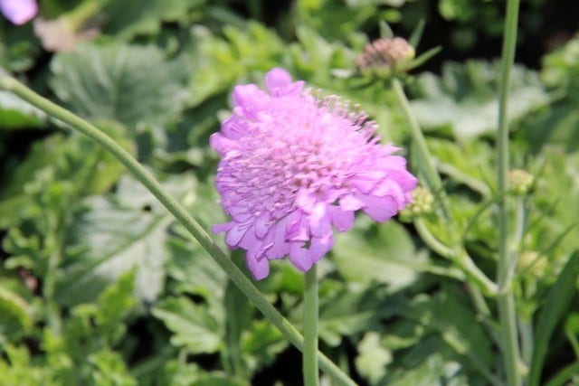  Duifkruid/schurftkruid (Scabiosa Columbaria 'Pink Mist')
