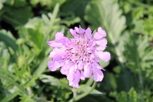  Duifkruid/schurftkruid (Scabiosa Columbaria 'Pink Mist')