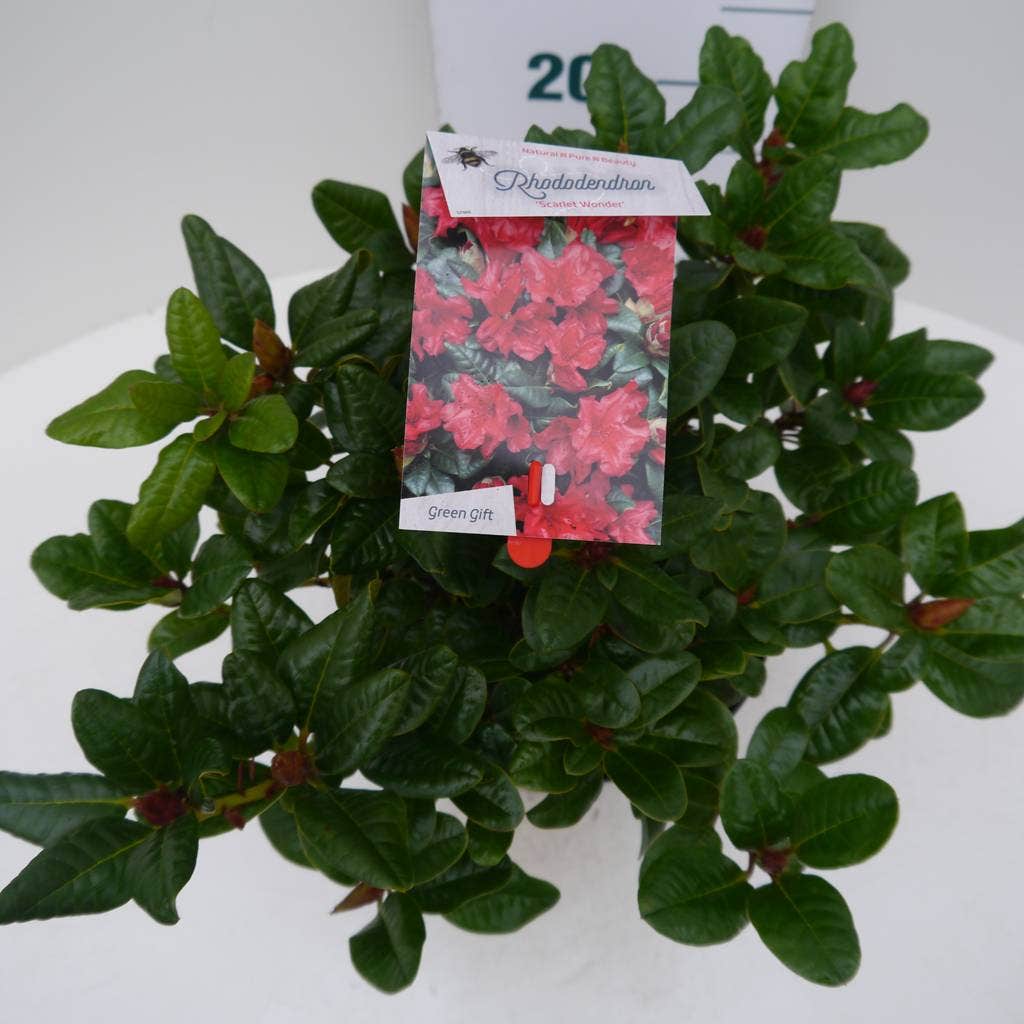  Dwergrhododendron (Rhododendron 'Scarlet Wonder')