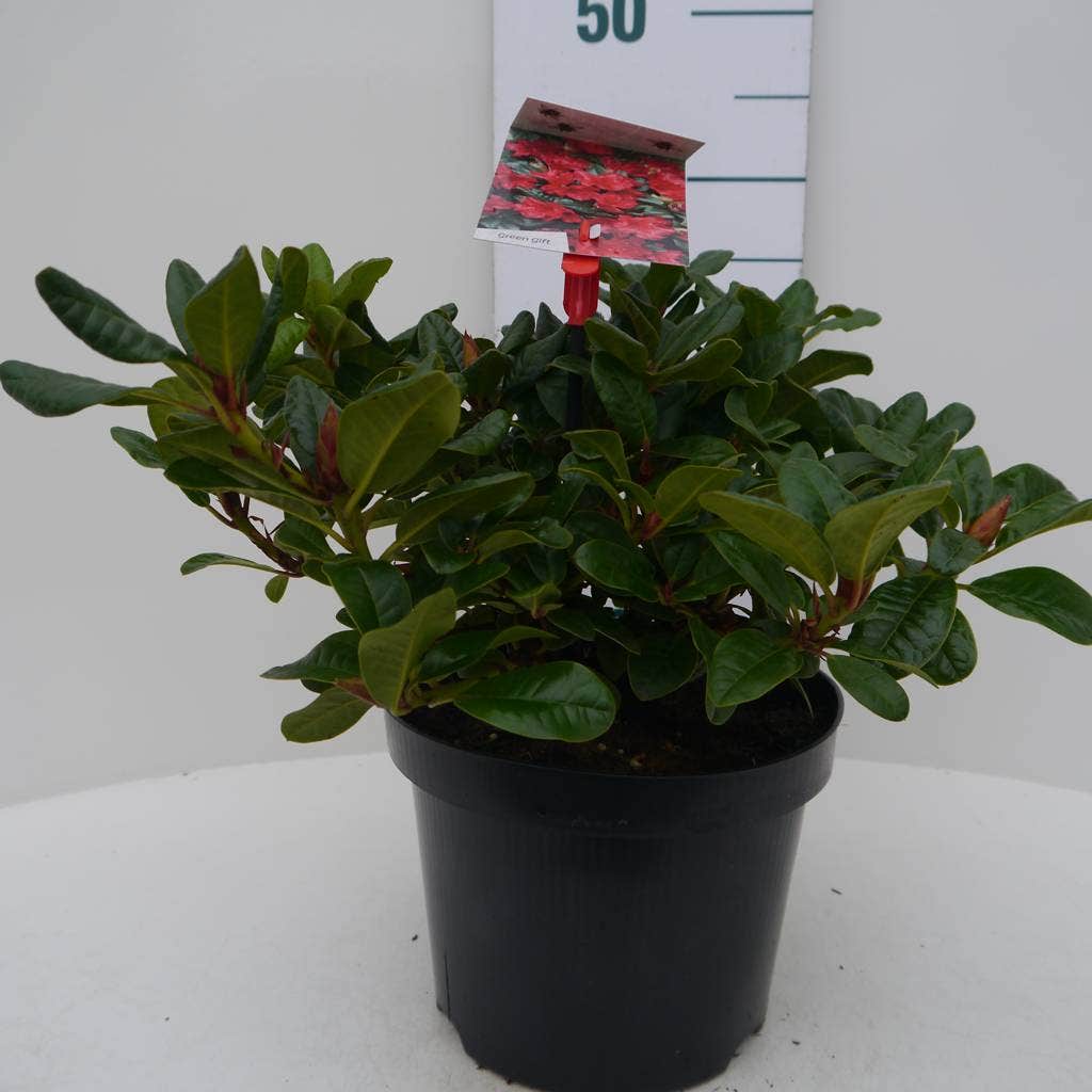  Dwergrhododendron (Rhododendron 'Scarlet Wonder')
