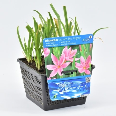  Roze Kafferlelie Moerasgladiool (Schizostylis Coccinea 'Mrs Hegarty')