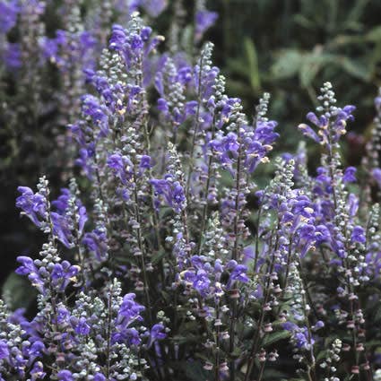  Glidkruid/helmkruid (Scutellaria Incana)