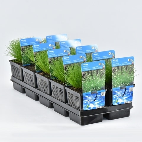  Naaldgras (Scirpus Cernuus)