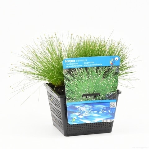  Naaldgras (Scirpus Cernuus)