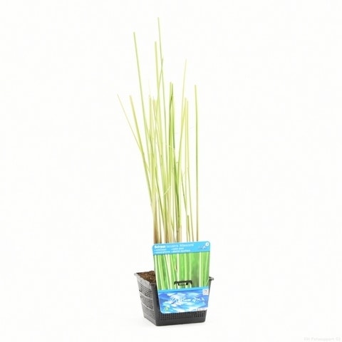  Bonte Mattenbies (Scirpus Lacustris 'Albescens')