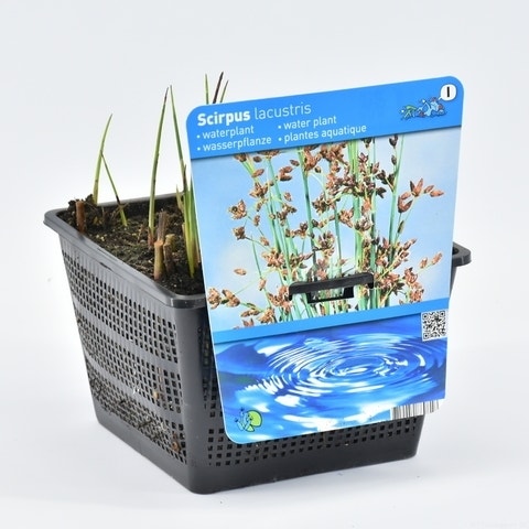  Mattenbies (Scirpus Lacustris)