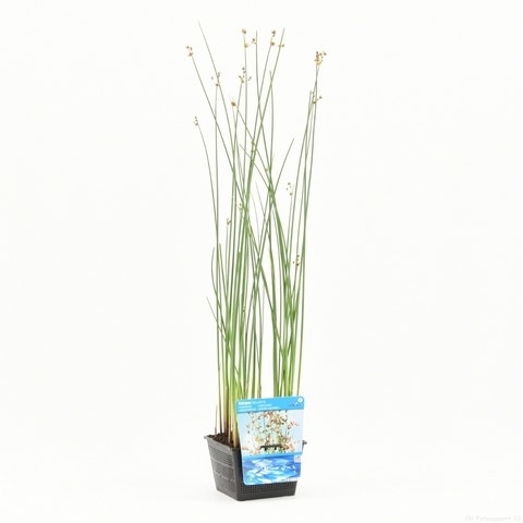  Mattenbies (Scirpus Lacustris)