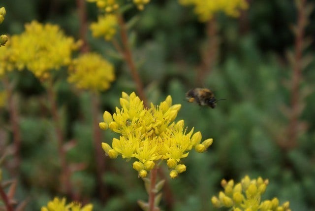  Vetkruid (Sedum Reflexum)