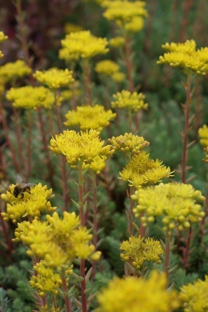  Vetkruid (Sedum Reflexum)