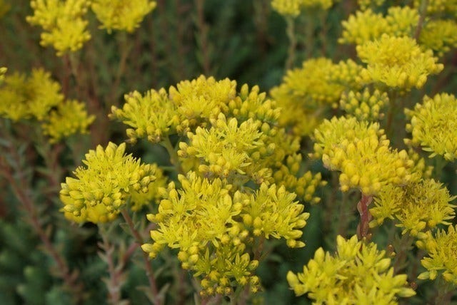  Vetkruid (Sedum Reflexum)