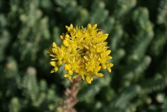  Vetkruid (Sedum Reflexum)
