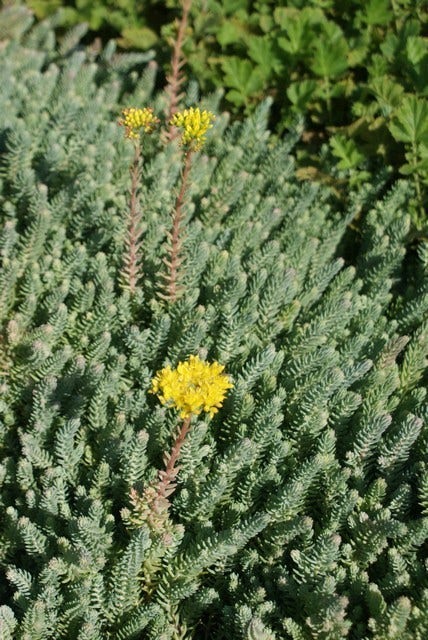  Vetkruid (Sedum Reflexum)