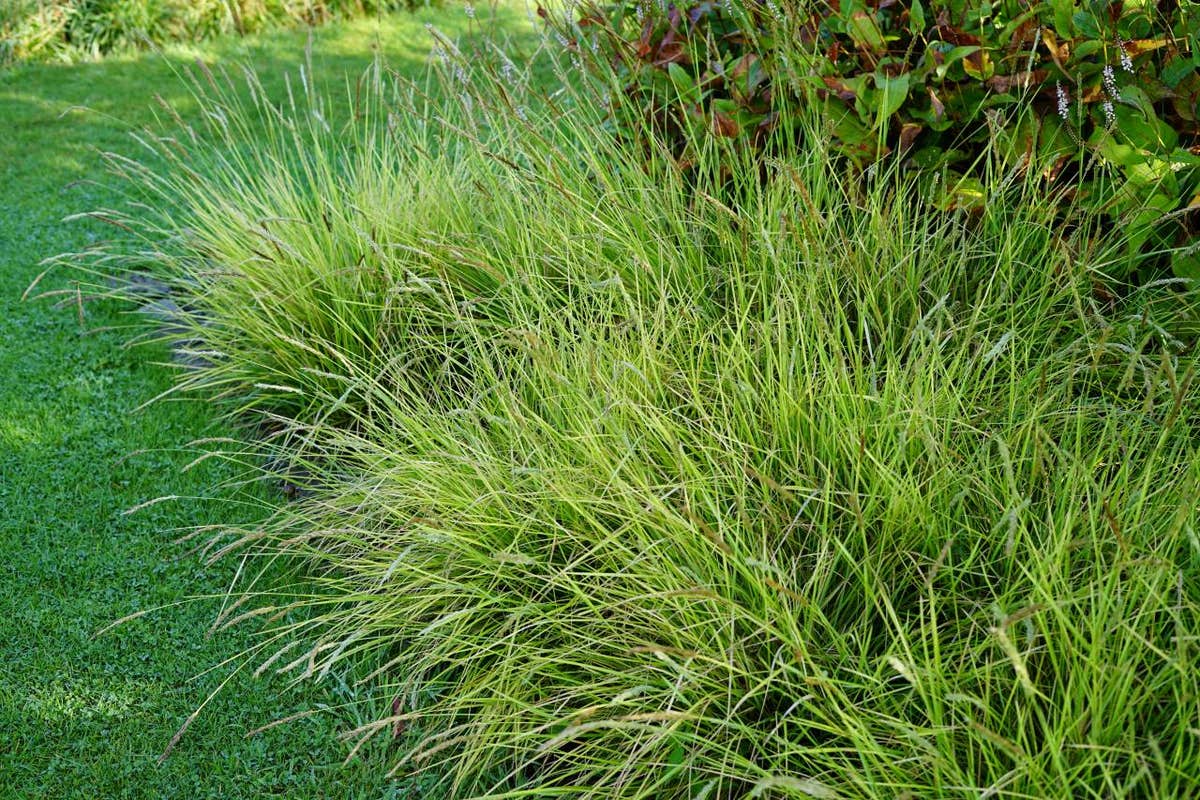  Blauwgras (Sesleria Autumnalis)