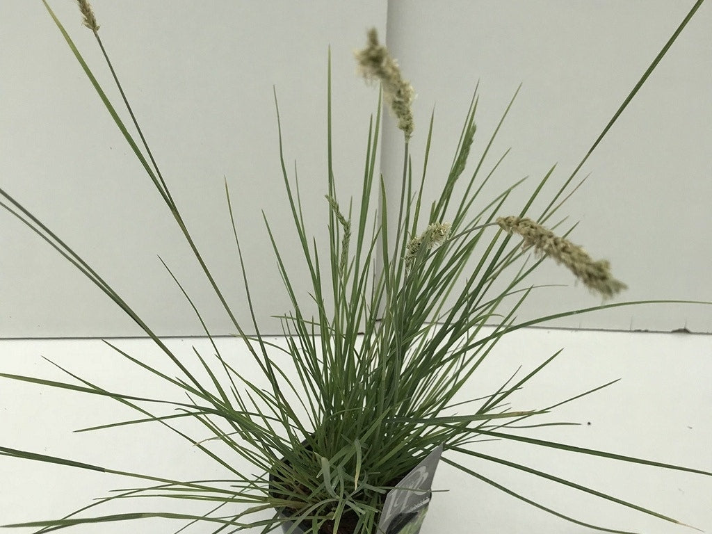  Blauwgras (Sesleria Autumnalis)