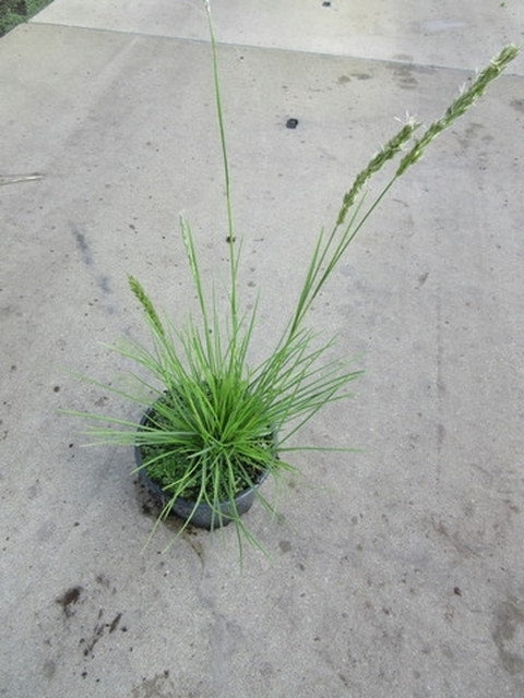  Blauwgras (Sesleria Autumnalis)
