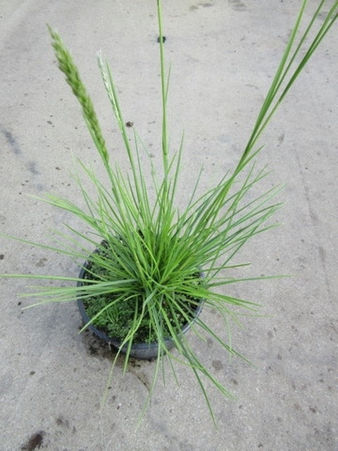 Blauwgras (Sesleria Autumnalis)