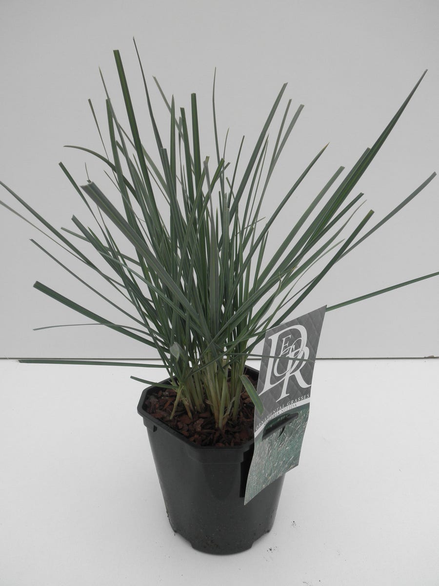  Blauwgras (Sesleria Nitida)