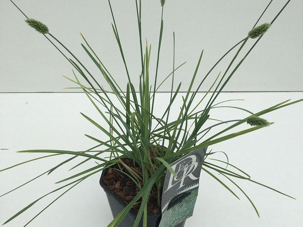  Blauwgras (Sesleria Nitida)
