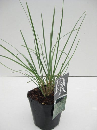  Blauwgras (Sesleria Nitida)