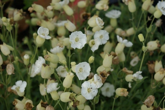  Lijmkruid (Silene Uniflora 'Weisskehlchen')