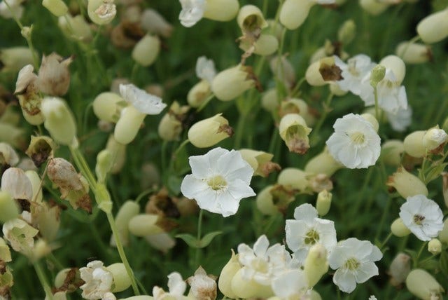  Lijmkruid (Silene Uniflora 'Weisskehlchen')