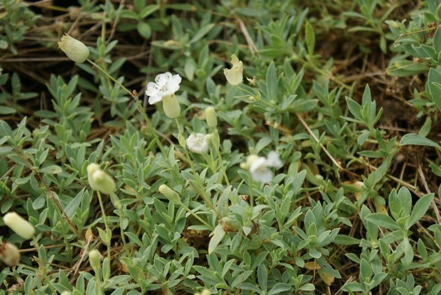  Lijmkruid (Silene Uniflora 'Weisskehlchen')