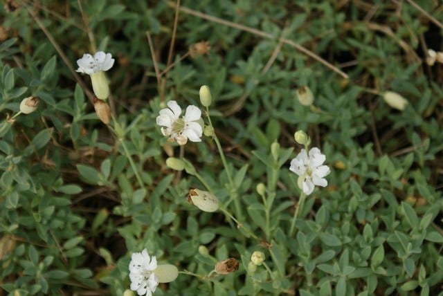  Lijmkruid (Silene Uniflora 'Weisskehlchen')