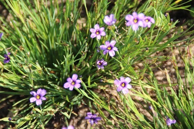  Blauw Ogengras/bieslelie (Sisyrinchium Angustifolium)