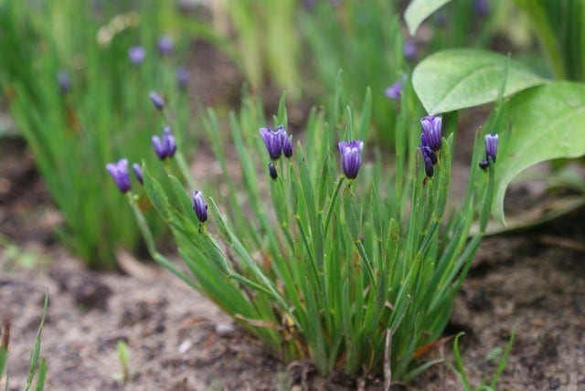  Blauw Ogengras/bieslelie (Sisyrinchium Angustifolium)